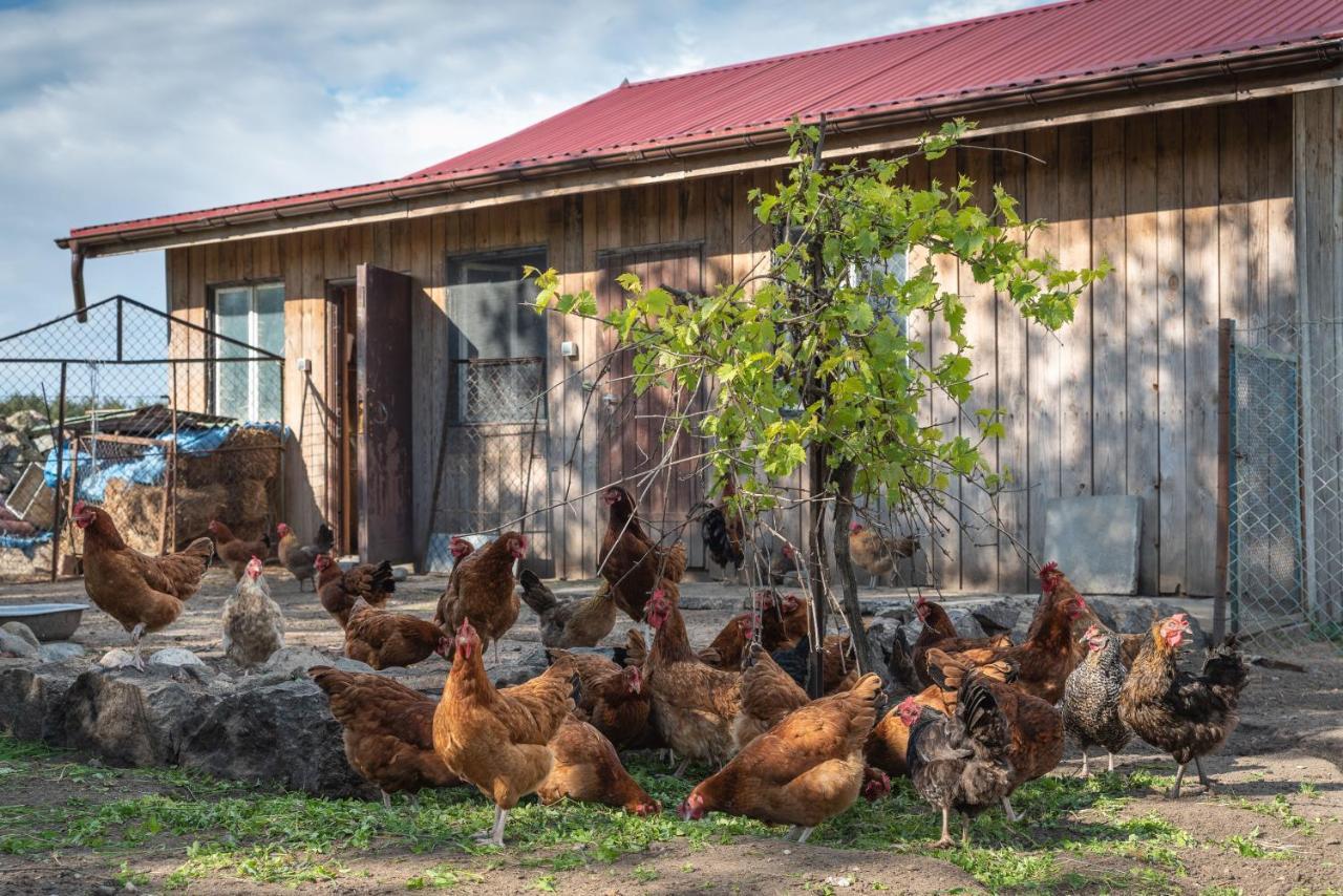 Agroturystyka Gawrys Drewniany Domek Villa Sasino Exterior foto